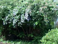 deutzienhecke (3).webp