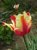 CIMG9340.webp