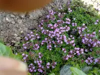 kriechender thymian.webp