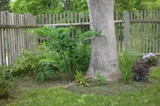 Garten 05 2012 3 016.webp