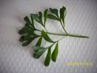 unbekanntes Kraut 3.webp