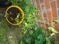 Heidelbeere 1.webp