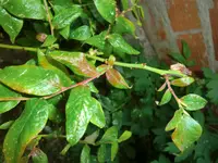Heidelbeere 3.webp