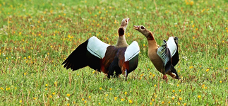 Nilgänse hochzeiten1_mini.webp