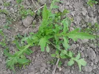 15.05.12 was bin ich.webp