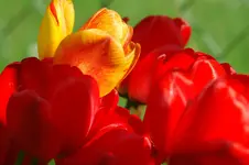 DSC_0044.webp