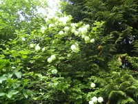 BILD1401.webp