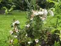BILD1393.webp