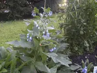 BILD1381.webp