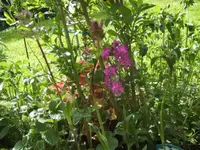 BILD1416.webp