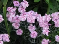 005.webp