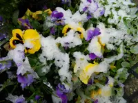 077.webp