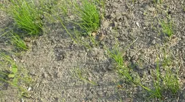Rasen3.webp