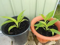 DSCN0241.webp