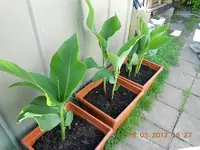 DSCN0243.webp