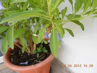 DSCN0244.webp