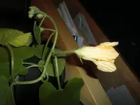 Kürbisblüten 2.webp