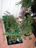 PICT0008.webp