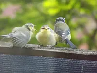 060.webp