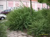 JD532546.webp