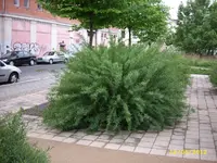 JD532545.webp