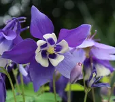 Akelei blau.webp
