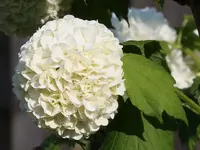 Schneeballblüte 120514.webp