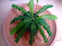 1-2012-05-17 Farn 001.webp