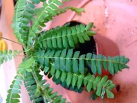 2-2012-05-17 Farn 002.webp