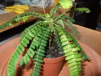 3-2012-05-17 Farn 003.webp