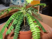 4-2012-05-17 Farn 004.webp