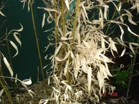 DSC08482.webp