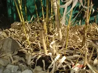 DSC08489.webp