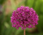 Allium_PurpleSensation_2_smaller.jpg