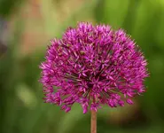 Allium_PurpleSensation_2_smaller.webp