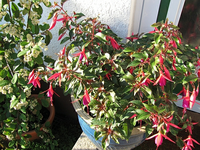 IMG_1229.webp