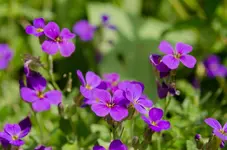 20120517-160001-MIO_4298.webp