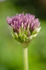 20120517-160236-MIO_4308.webp