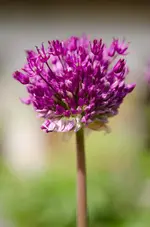 20120517-160406-MIO_4310.webp