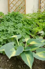 20120517-185656-MIO_4341.webp