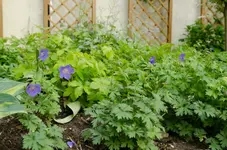 20120517-185701-MIO_4342.webp