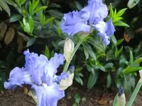 003.webp