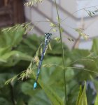 DSC02752 - 2012-05-17 - libelle blau1.JPG