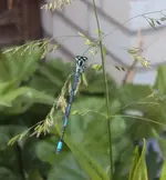 DSC02752 - 2012-05-17 - libelle blau1.webp