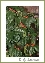 IMG_6707-13022012 (1 von 1).webp