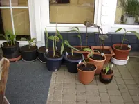 Cannas (Kübel), 18.05.2012.webp