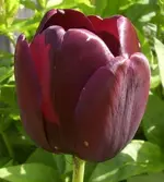 Tulpe (dunkellila), 18.05.2012.webp