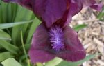 Iris1, 18.05.2012.JPG