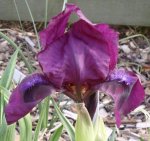 Iris, 18.05.2012.JPG