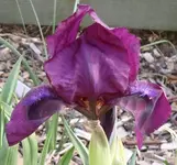 Iris, 18.05.2012.webp